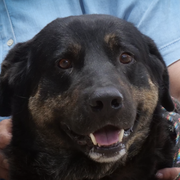 Elton adopté dans l'Aude