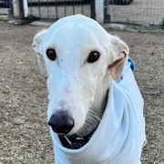 Sesamo adopté dans le Loir-et-Cher