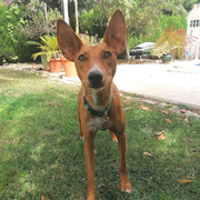 Bypee adoptée en Espagne