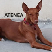 ATENEA