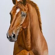 Fuchsstute, Aquarell (Auftragsarbeit)