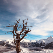 Frozen Tree