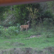 Tierische Besucher