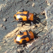 ヨツボシテントウダマシ