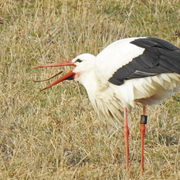 Storch   Foto © Pablo Baindl