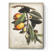T-446 CASHEW  APPLE  |  [129 € ] SALE 99 €