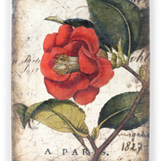 T-404 RED  CAMELLIA  |  [129 € ] SALE 99 €