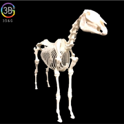 Squelette de cheval pour l'apprentissage 