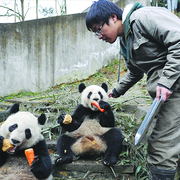 Wolong panda reserve