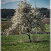 Ein junger blühender Kirschbaum