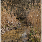 Ein Wasserreservoir für Wildtiere