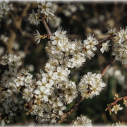 Die Blüten des Schwarzdorns (bzw. Schlehe)