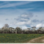 Heckenlandschaft