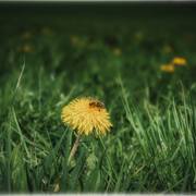 Wildbienen erfreuen sich des Energieangebotes