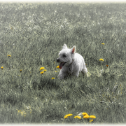 Ein glücklicher Hund