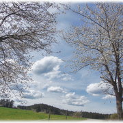 Zwischen Kirschbaumblüten & Himmel