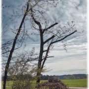 Baum - Wolke - Vogel