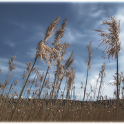 Schilfgräser & blauer Himmel