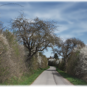 Ein Weg durch den Frühling