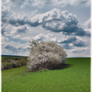 Hecken & mächtige Wolken