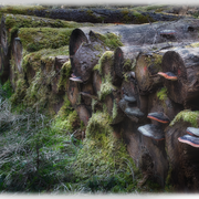 Die Baumpilzkolonie