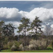 Sträucher, Bäume & ein wolkenreiches Firmament