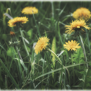 Löwenzahnblüten