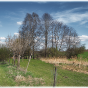 Wiesen- & Baumlandschaft