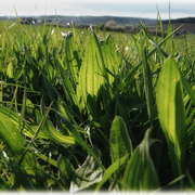 Saftiges Gras