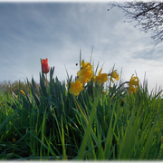 Eine Wildbiene zwischen Narzissen & einer Tulpe