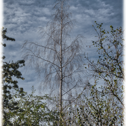 Die Birke