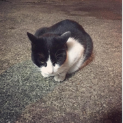 [Kuroneko no Instagram] 21/11/2015 Conheci esse cara legal em Hakone🐈👍💕 ‪#‎猫‬ ‪#‎cat‬ ‪#‎straycat‬ ‪#‎catstagram‬