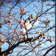 [KURONEKO no Instagram] 26/03/2015 Em Tóquio, as cerejeiras estão começando florescer  Estou feliz!