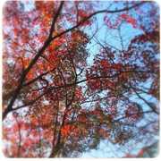 [Kuroneko no Instagram] 30/11/2015 As folhas de outono são lindas 😊🍁