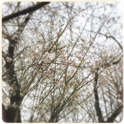 [Kuroneko no Instagram] 30/03/2016  A temporada das flores de cerejeira chegou❗️😊🌸✨