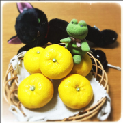 [Kuroneko no Instagram] 22/12/2015 Eu vou tomar um Yuzuyu (um banho quente de limão) 😊 No Japão, há um costume tradicional de tomar uma Yuzuyu no solstício de inverno 🍊🛀 # solstício de Inverno