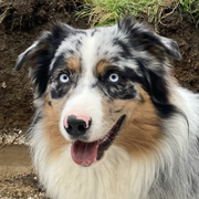 Milo 117041224