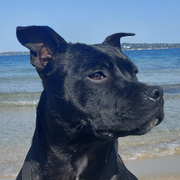 Nala