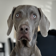 Knox 116041224