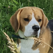 Angus 116080126