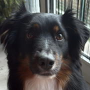 Doug 41170226
