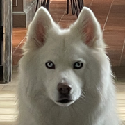 Powder