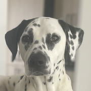 Tess