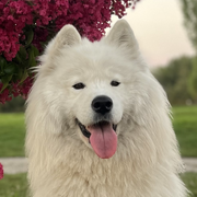 Laska