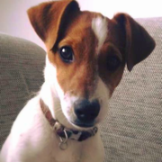 Mitch _ Réf 103090117 - Jack Russel - M - 01/2016 - Obéissance avancée - 