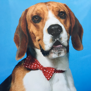 Marvel - Réf 278110817 - M - Beagle - Obéissance de base - Rem : Canicross