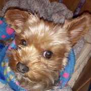 Jack - Réf 26280319 - M - Yorkshire - Rem : sociable - pistage - Ville : Nice