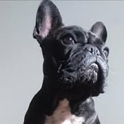 L-Joy - Réf 263020817 - F - Bouledogue français - Obéissance: Avancée - Rem : Tricks