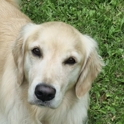 Penelope 66300724
