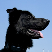 Jack 03230106